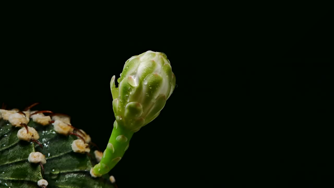 在花盆中盛开的小仙人掌视频素材