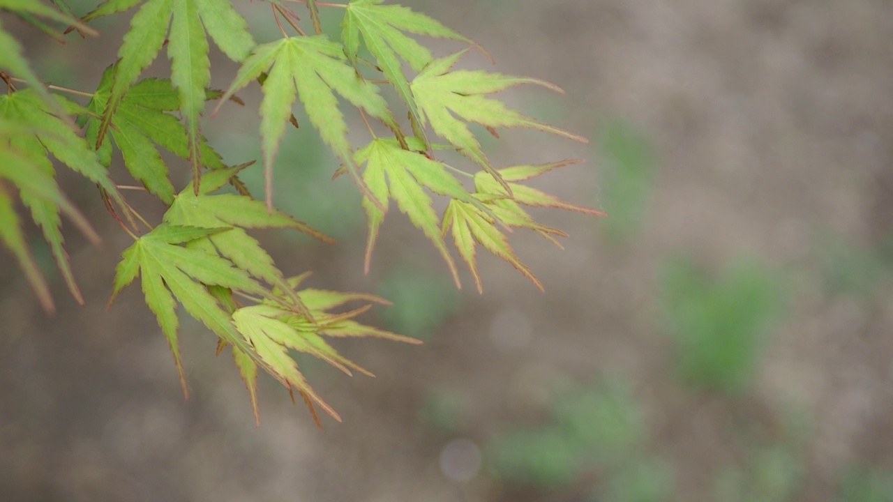 枫叶在风中摇曳视频素材