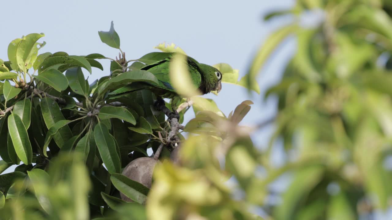 Olive-throated长尾小鹦鹉、墨西哥视频素材