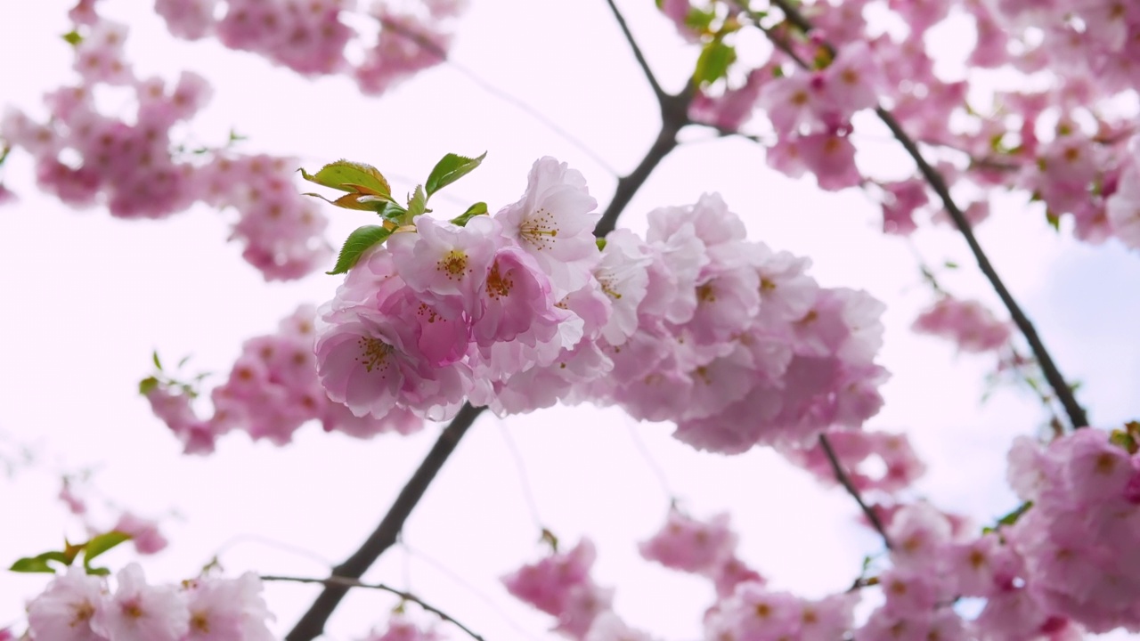 美丽的树枝上有一棵粉红色的樱花叶子，春天樱花开花视频素材