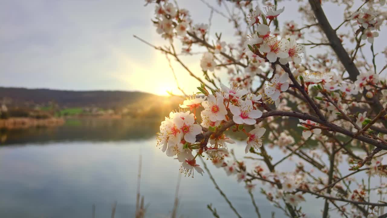 春天树开花，太阳耀斑。早上自然场景。日出在平静的湖边。视频下载