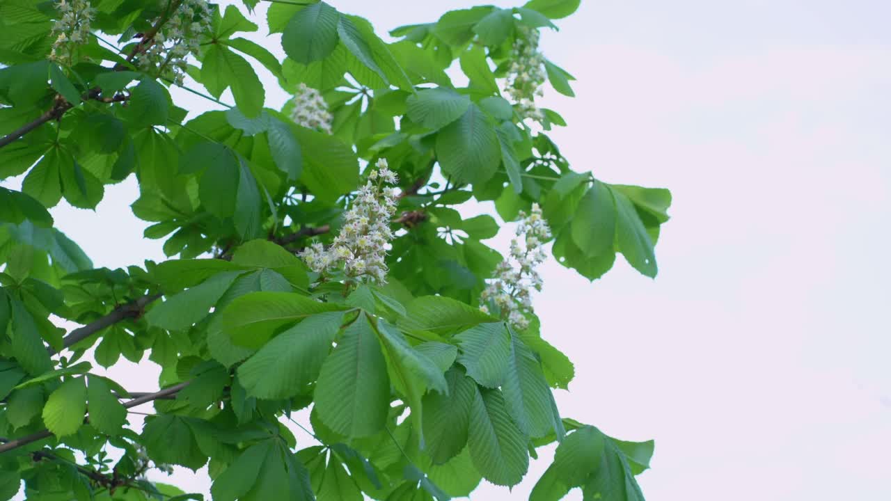 栗子开花的栗子视频素材