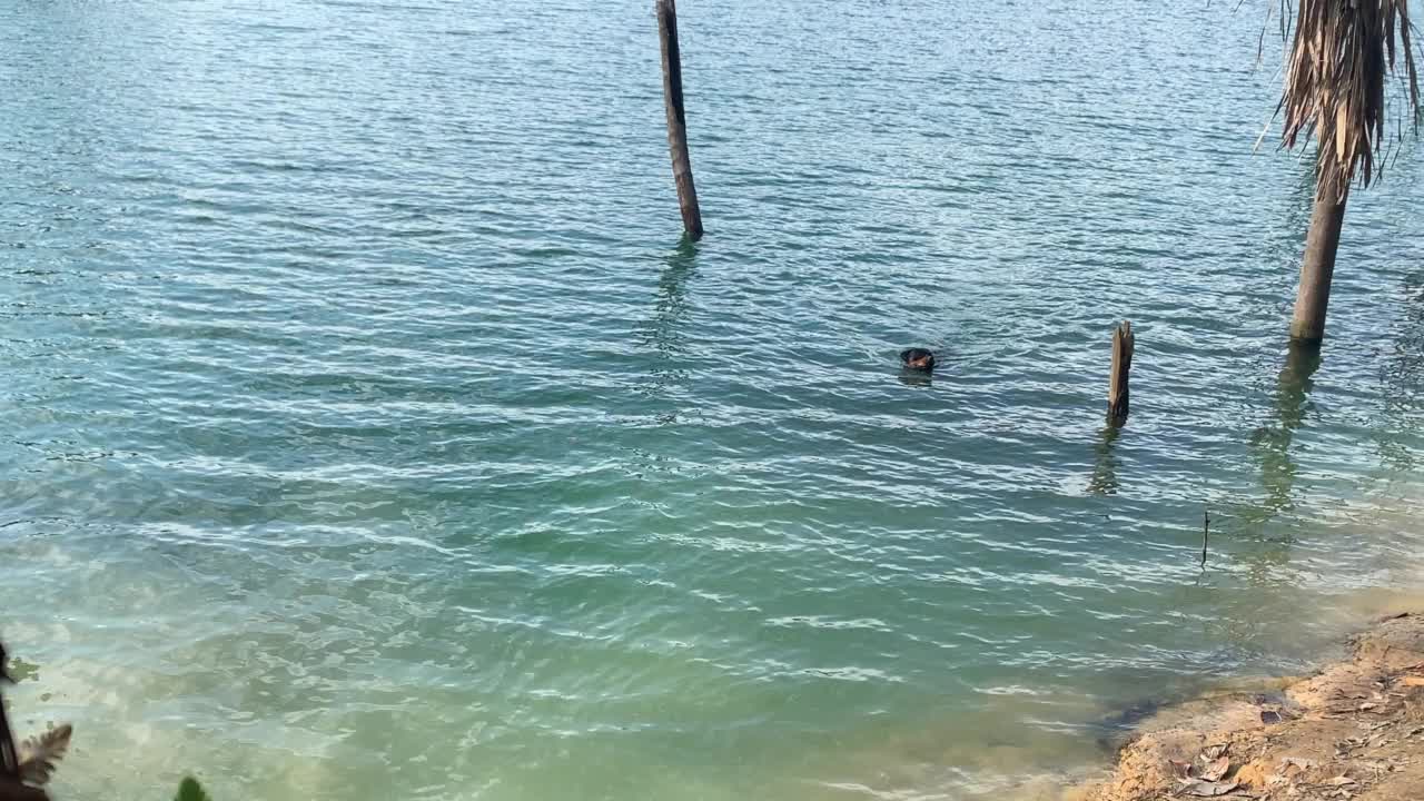 顽皮的罗特韦尔犬在一个阳光明媚的日子里在湖里游泳。视频素材