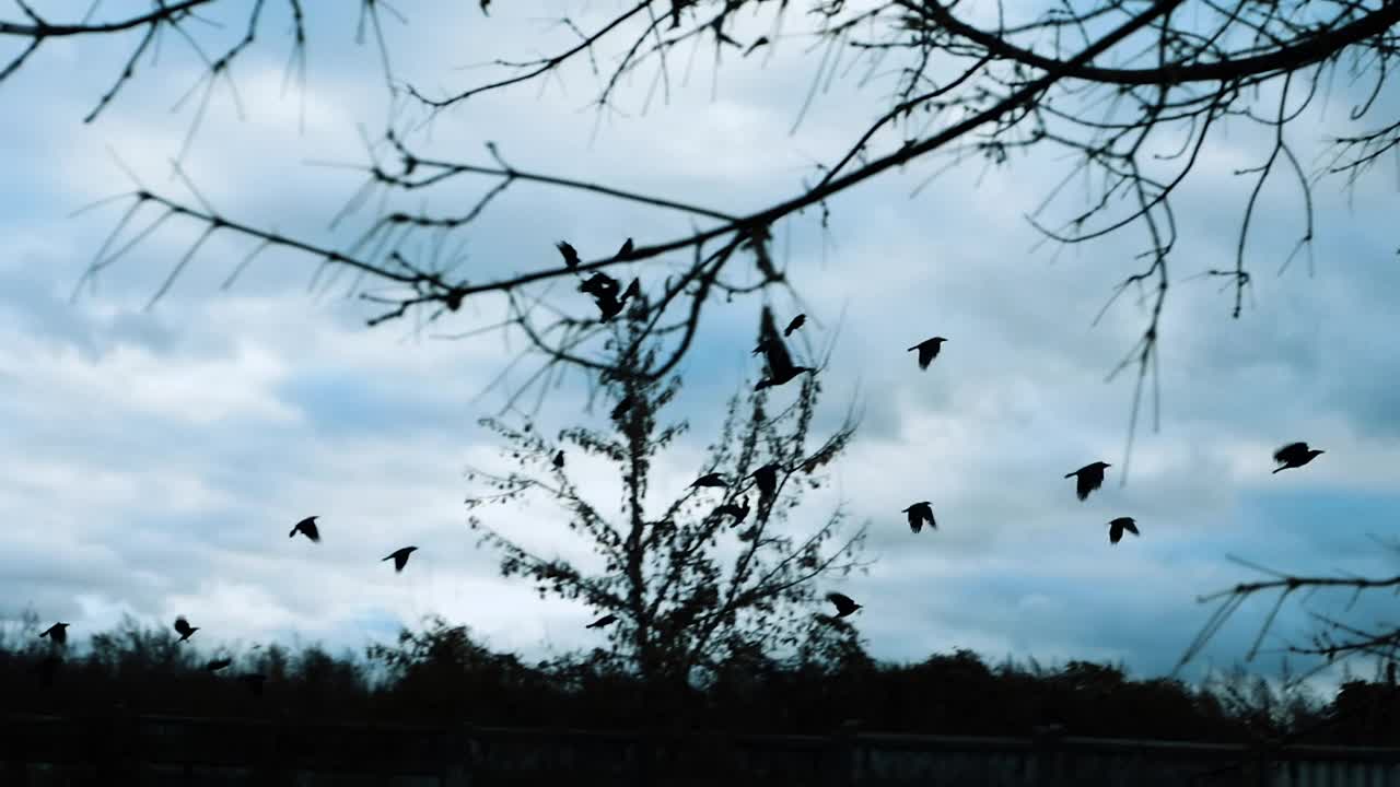 灰暗的背景与飞渡柔和的焦点，黑鸟在飞翔。鸟群飞翔的恐怖镜头视频素材