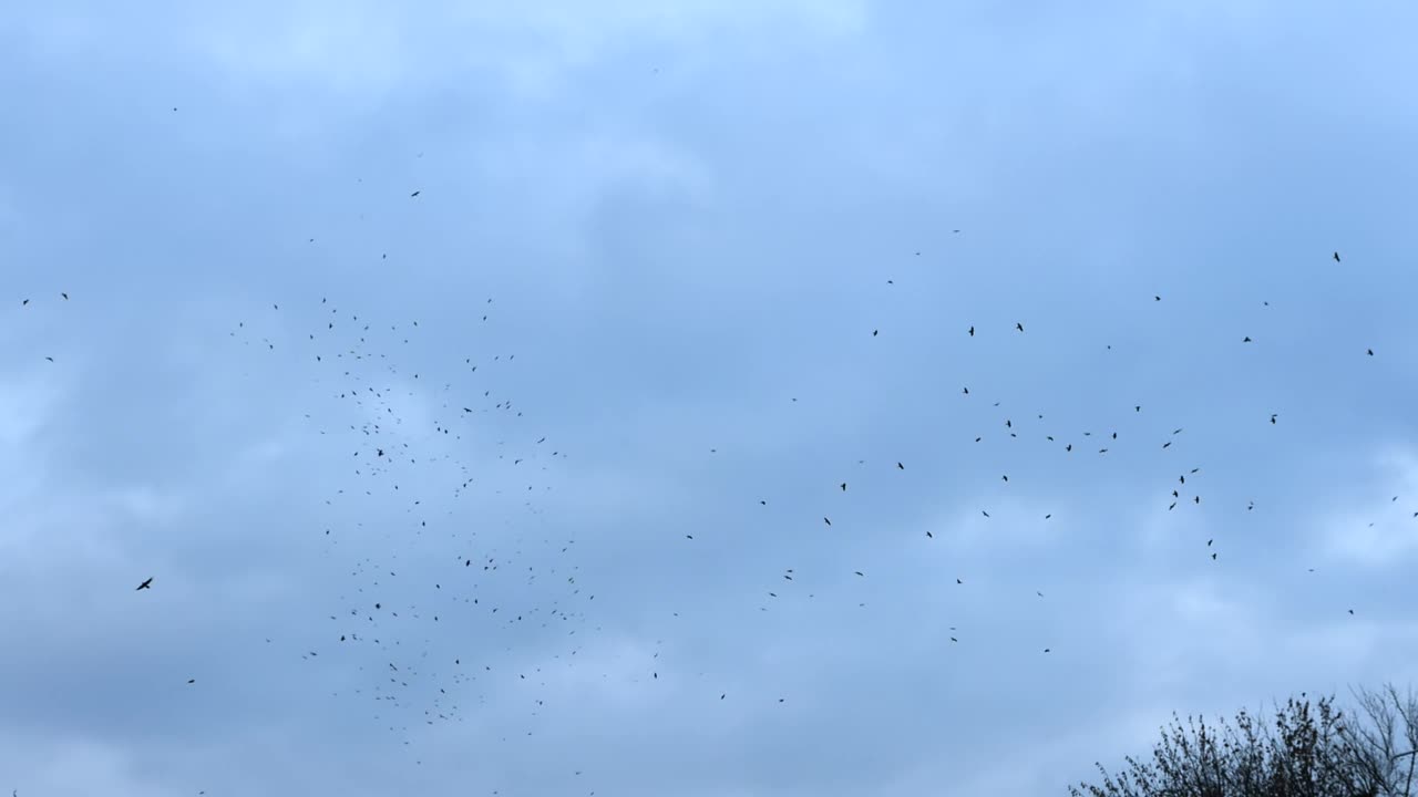 很多鸟在天空中叫视频素材