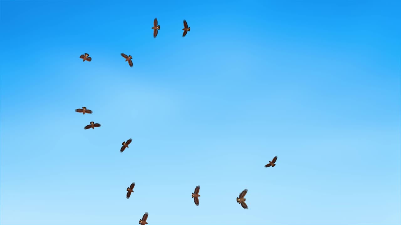 一群更大的斑点鹰在天空中飞翔的猛禽背景。视频素材