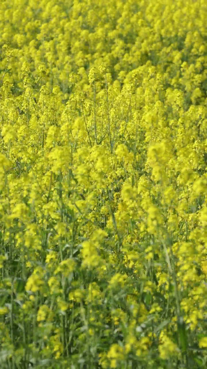 油菜花田视频素材