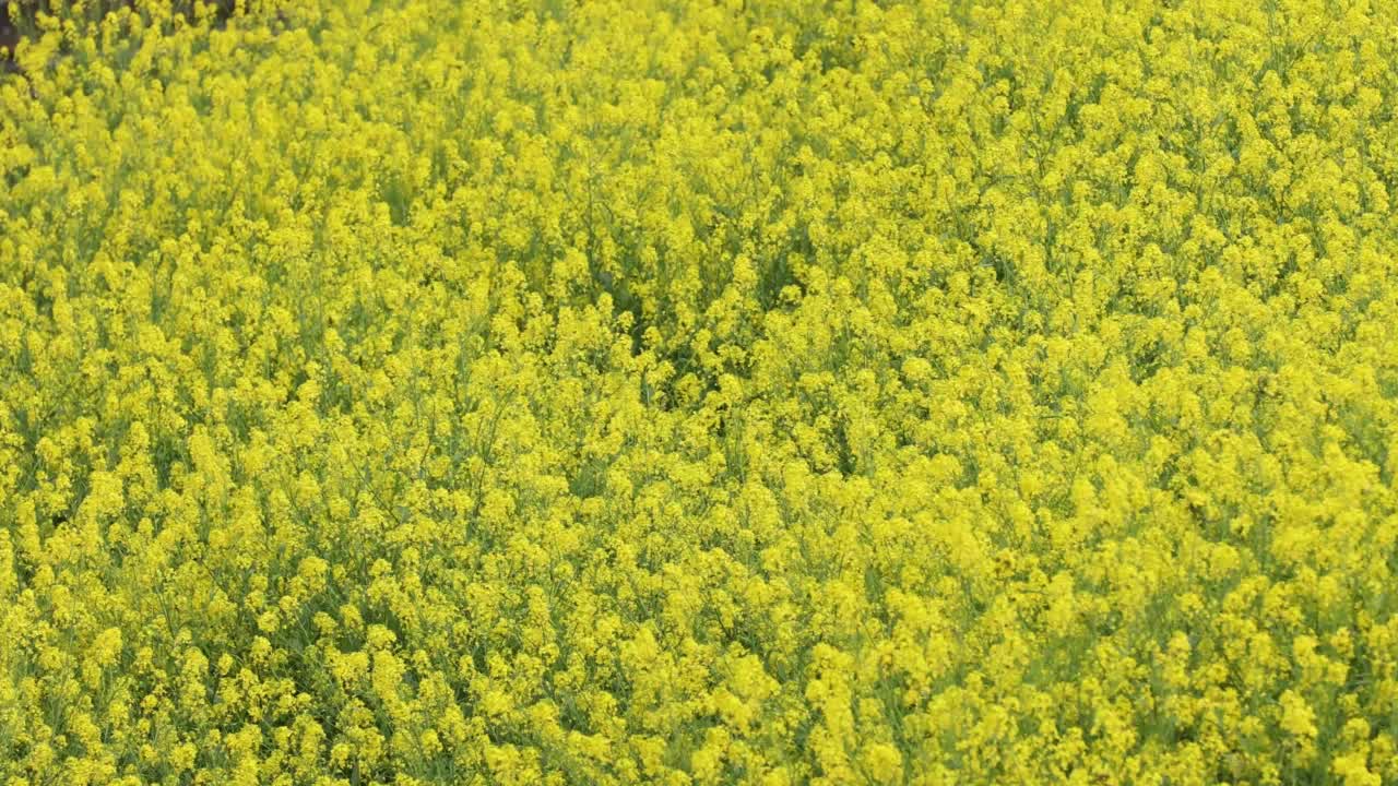 油菜花花朵视频素材