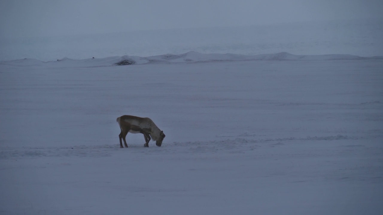 冰岛南部Jökulsárlón, Vatnajökull国家公园附近，积雪覆盖的草地上，孤独的放牧驯鹿(牧驯鹿)的贫瘠景观。视频下载