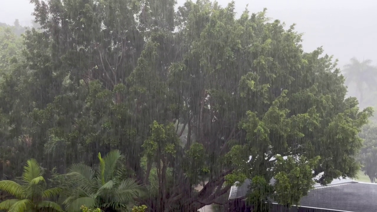 倾盆大雨落在热带树木上视频素材