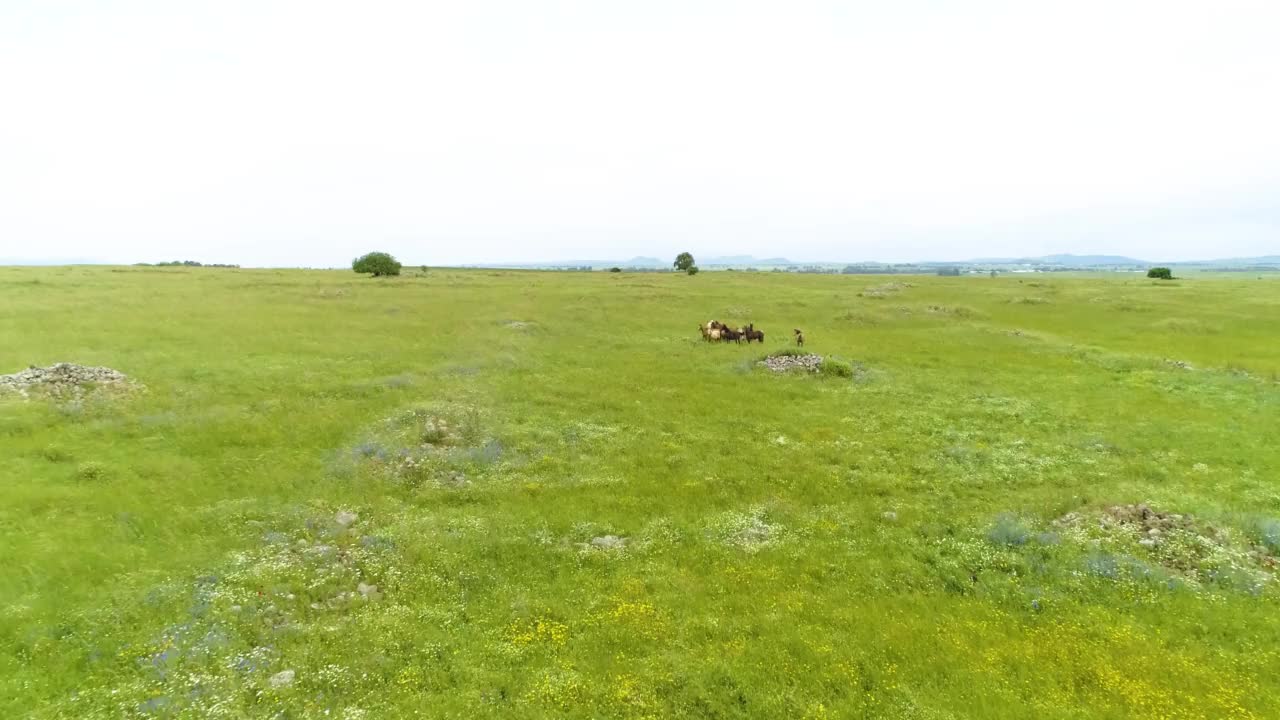 鸟瞰马在草原景观，戈兰高地，以色列。视频素材