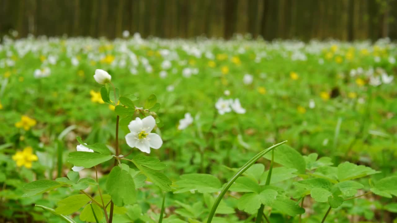 美丽的花朵在风中摇曳。春天的鲜花在森林里，在大自然的背景下，美丽的花朵有着洁白的花瓣。鲜花草甸。视频素材