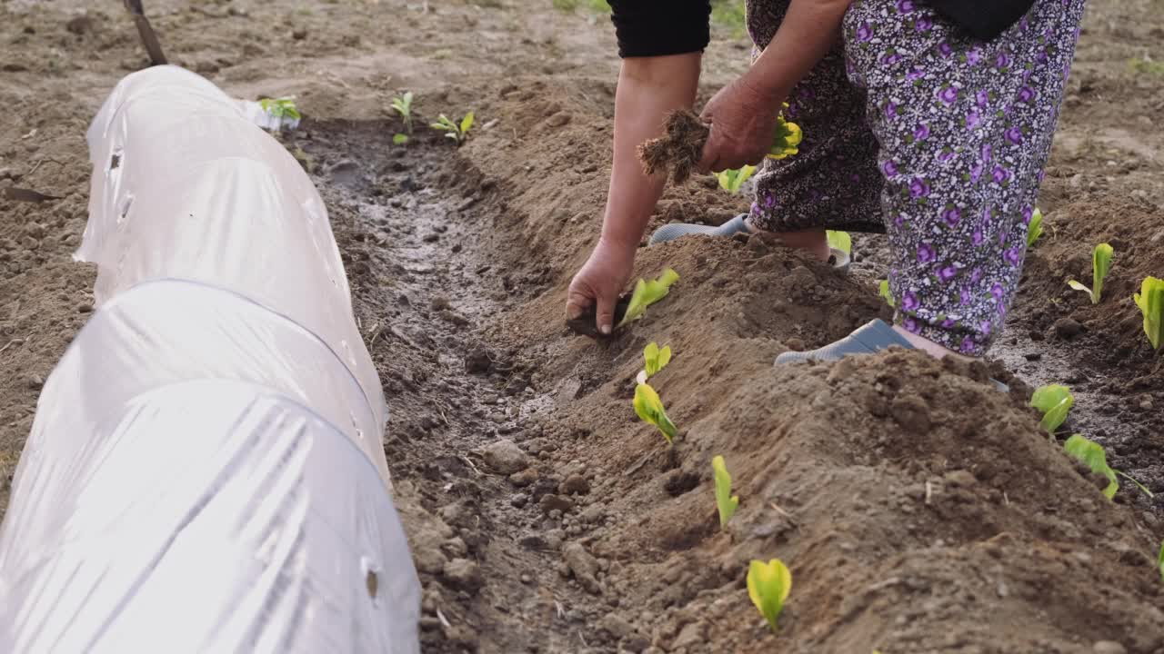 在土壤小区人工种植菜用生菜苗视频素材