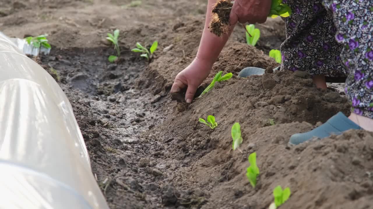 在土壤小区人工种植菜用生菜苗视频素材