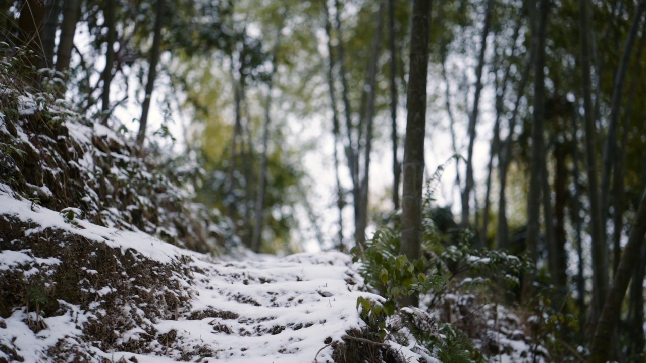 白雪覆盖的亚洲森林视频下载