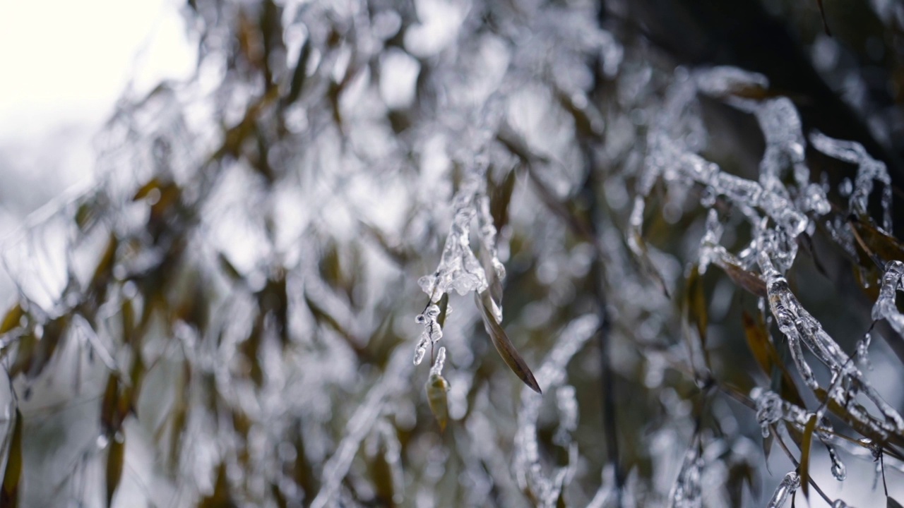 白雪覆盖的亚洲森林视频下载