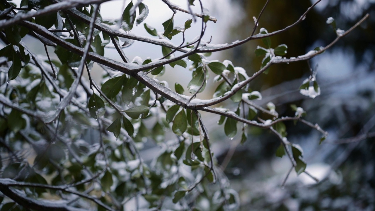 白雪覆盖的亚洲森林视频下载