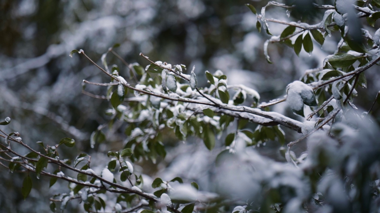 白雪覆盖的亚洲森林视频素材