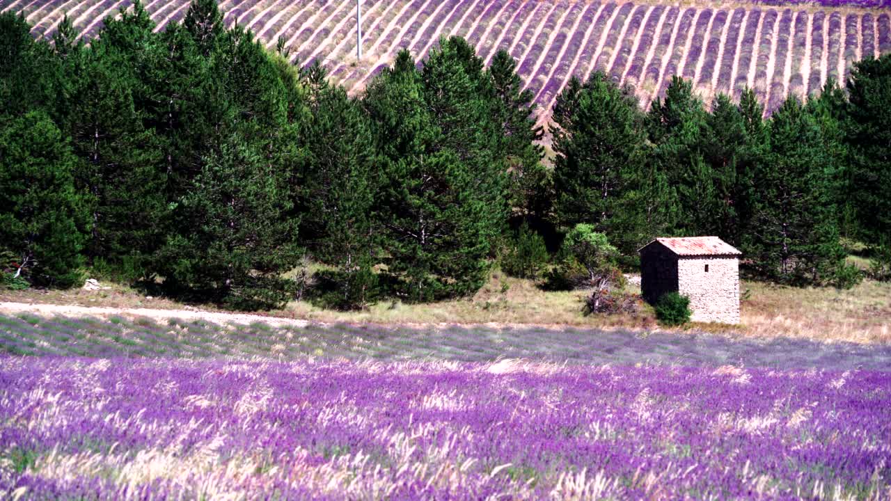 法国普罗旺斯的薰衣草田视频素材