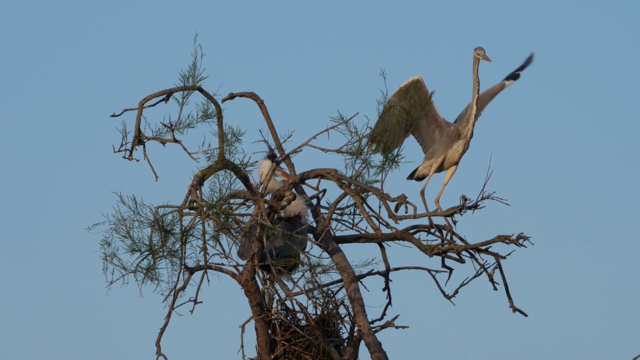 苍鹭，Ardea cinerea, Camargue，法国高桥鸟类公园视频素材