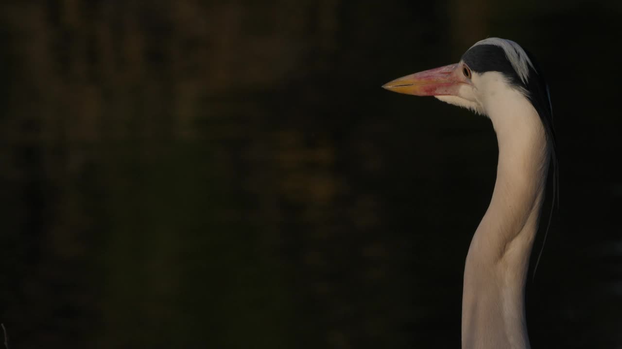 灰色苍鹭的肖像，在Camargue，法国。视频素材