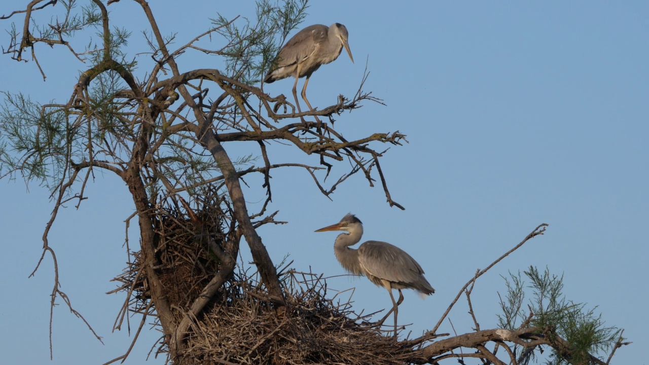 苍鹭，Ardea cinerea, Camargue，法国高桥鸟类公园视频素材