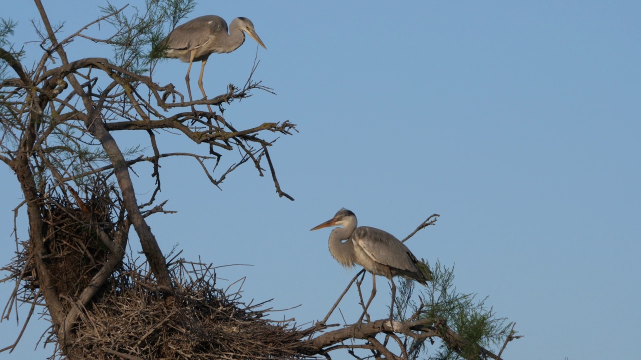 苍鹭，Ardea cinerea, Camargue，法国高桥鸟类公园视频素材