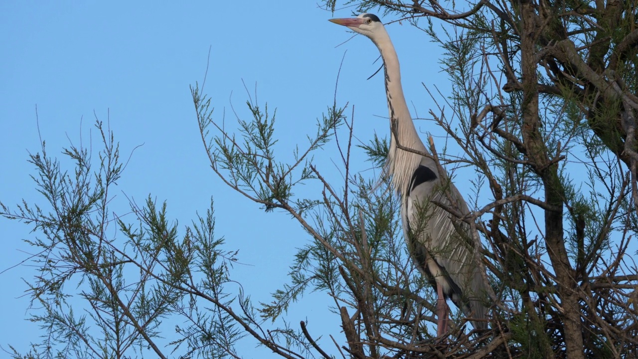 苍鹭，Ardea cinerea, Camargue，法国高桥鸟类公园视频素材