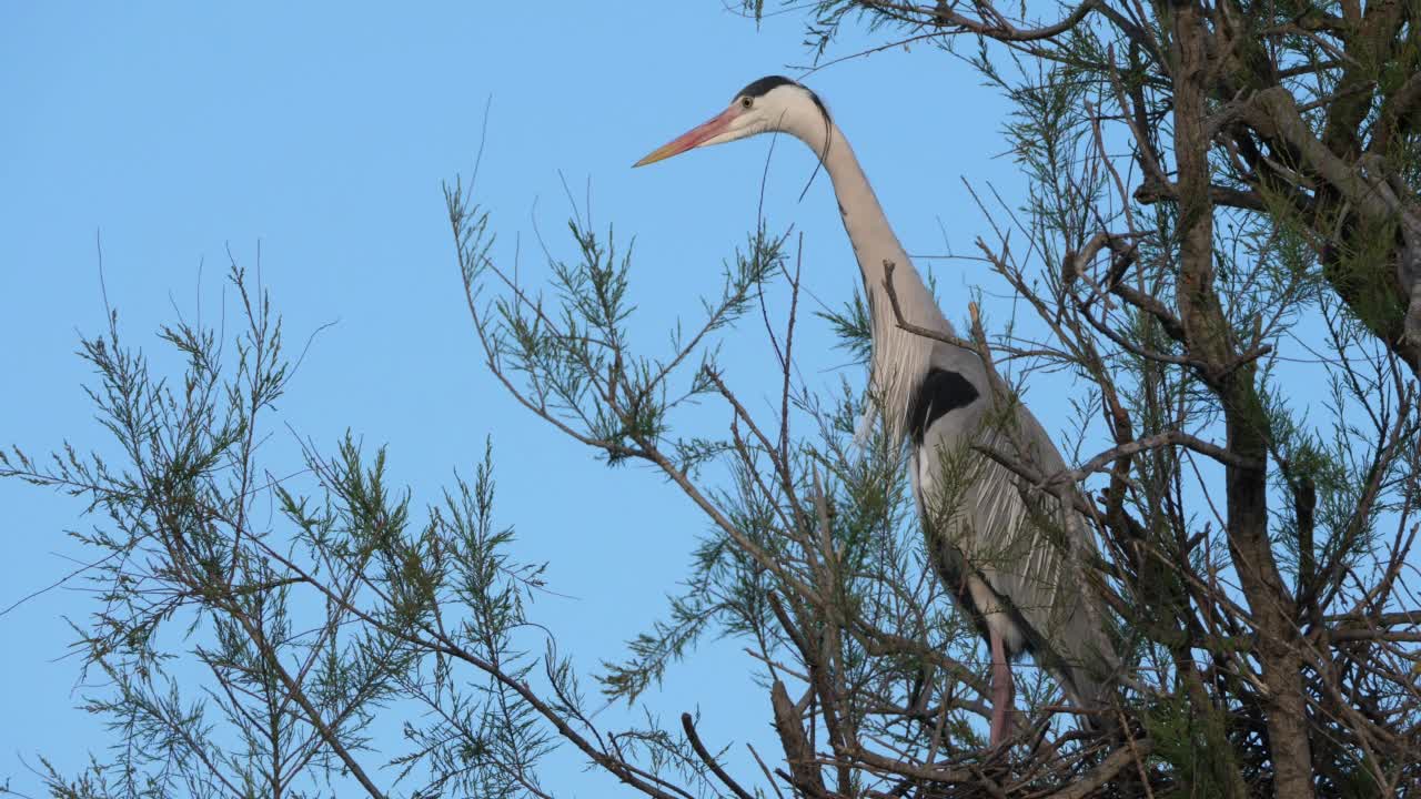 苍鹭，Ardea cinerea, Camargue，法国高桥鸟类公园视频素材