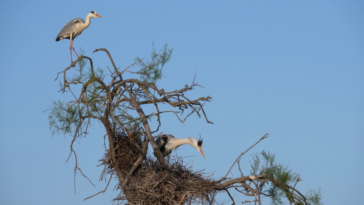 苍鹭，Ardea cinerea, Camargue，法国高桥鸟类公园视频素材