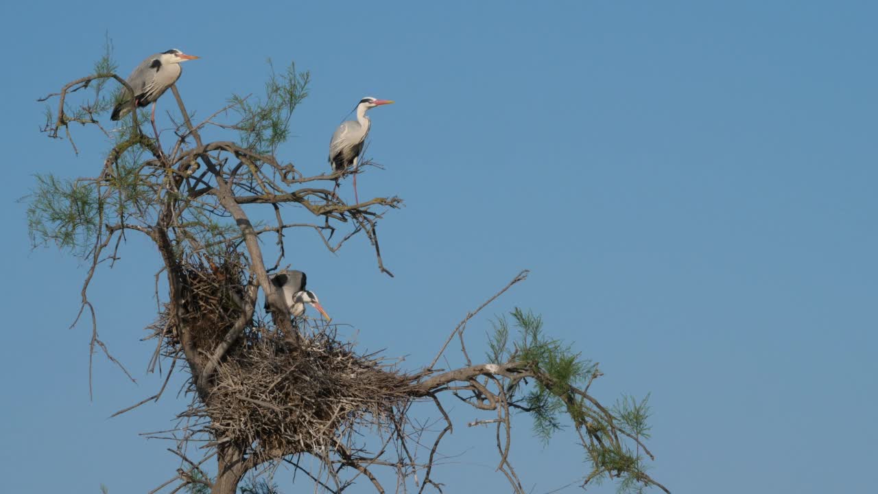 苍鹭，Ardea cinerea，在Camargue，法国视频素材