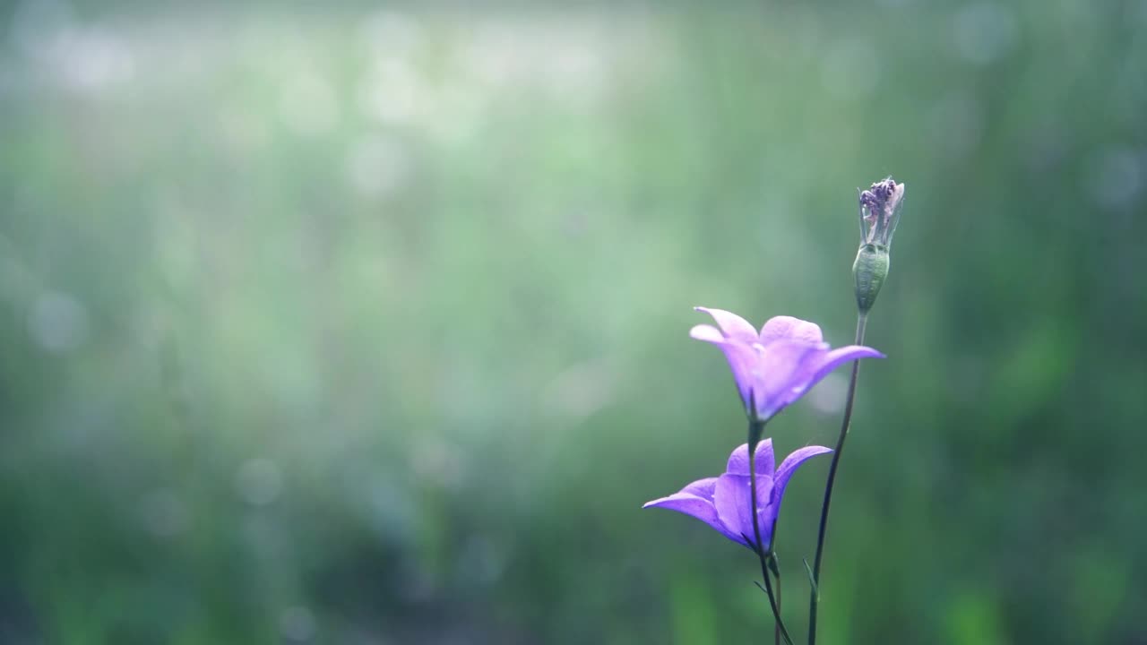 森林里的野生风信子。视频素材