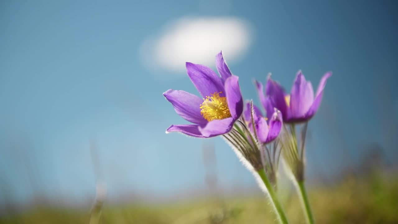 蓝色的天空映衬着草地上的野紫花番红花。视频素材