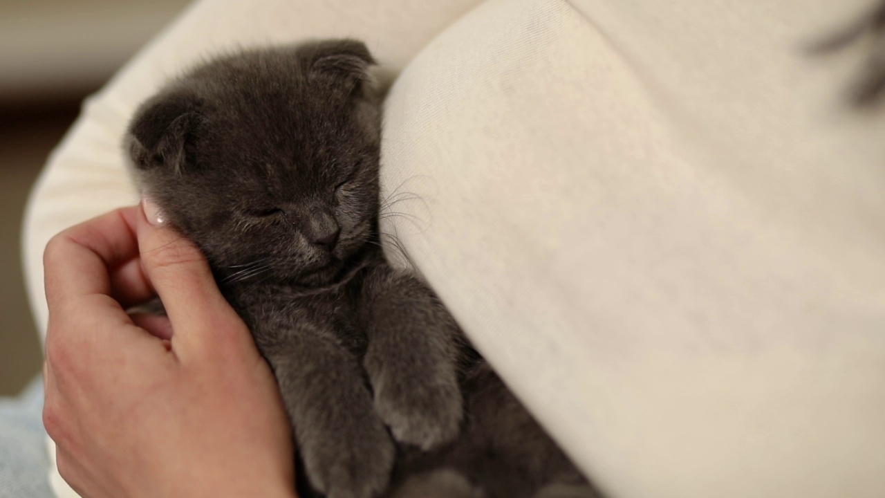 女人坐着，手里抱着可爱的灰猫，女人抱着她可爱的小猫，视频素材