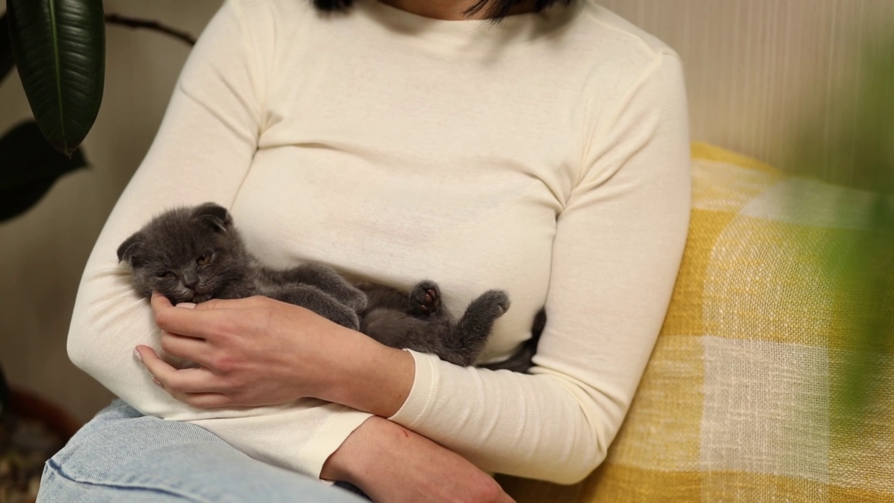 女人坐着，手里抱着可爱的灰猫，女人抱着她可爱的小猫，视频素材