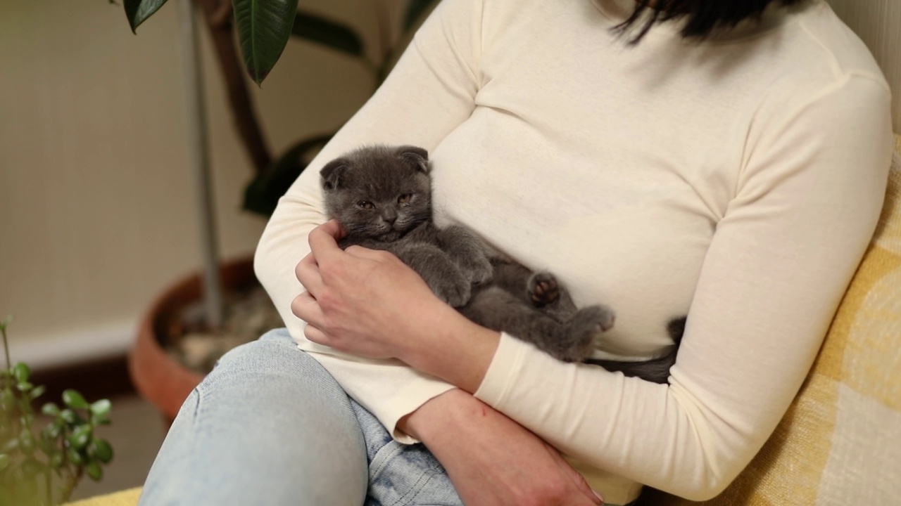 女人坐着，手里抱着可爱的灰猫，女人抱着她可爱的小猫，视频素材