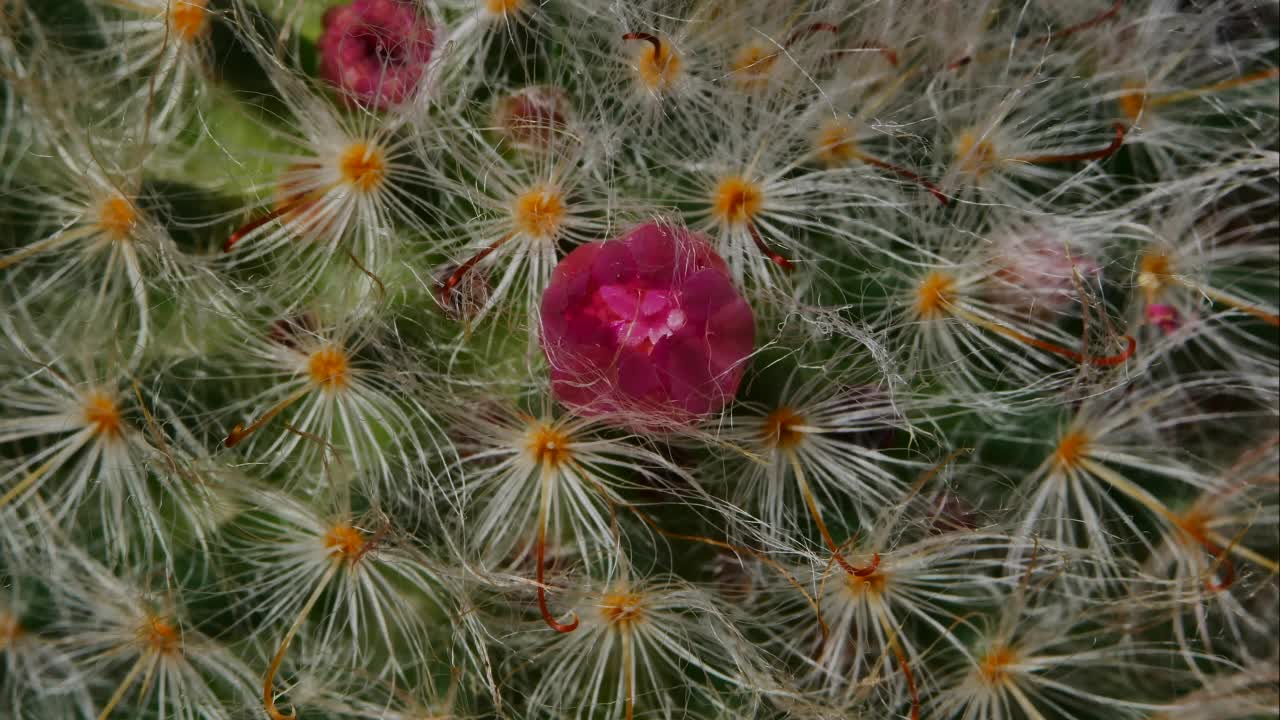 仙人掌花在黑暗的背景开花视频素材