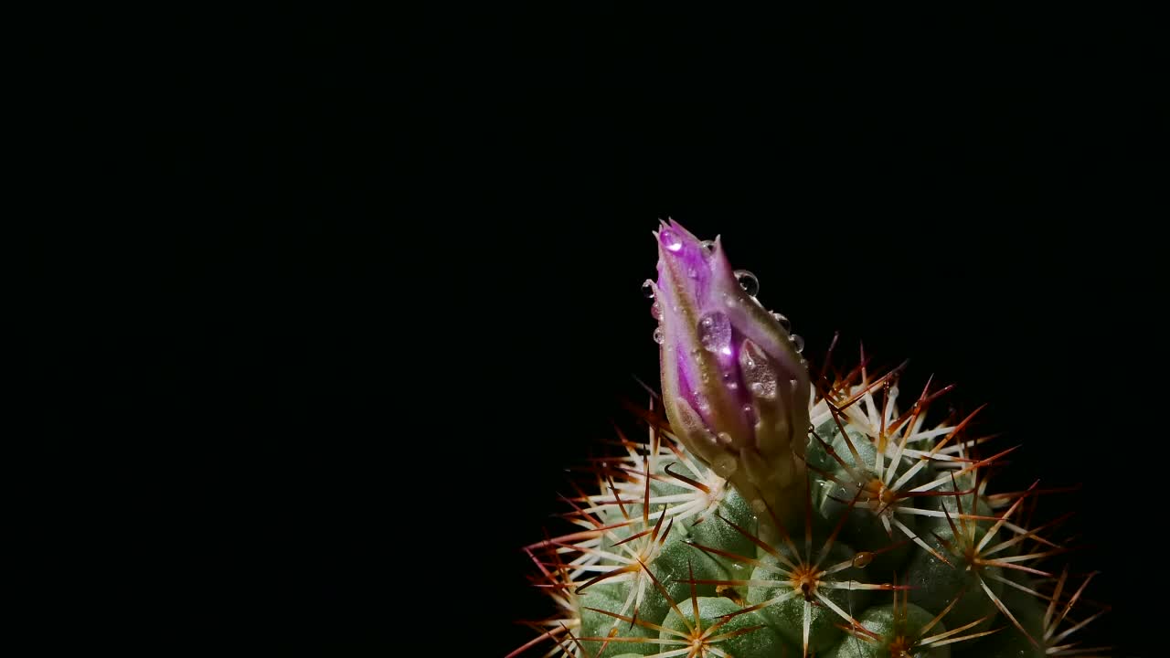 仙人掌花在黑暗的背景开花视频素材