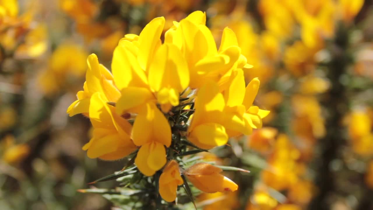 金雀花视频素材