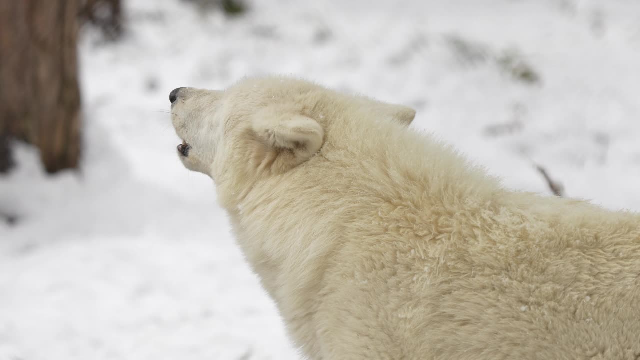 北极狼，北极狼(Canis lupus arctos)，在冬天嚎叫视频素材