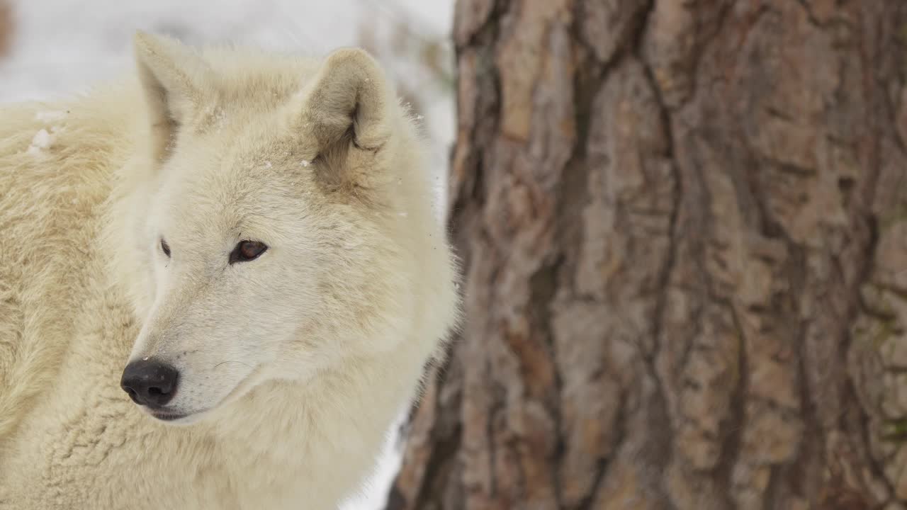 北极狼，北极狼(Canis lupus arctos)，在冬天视频素材