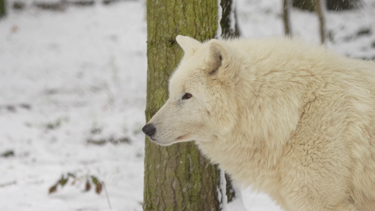 北极狼，北极狼(Canis lupus arctos)，在冬天视频素材