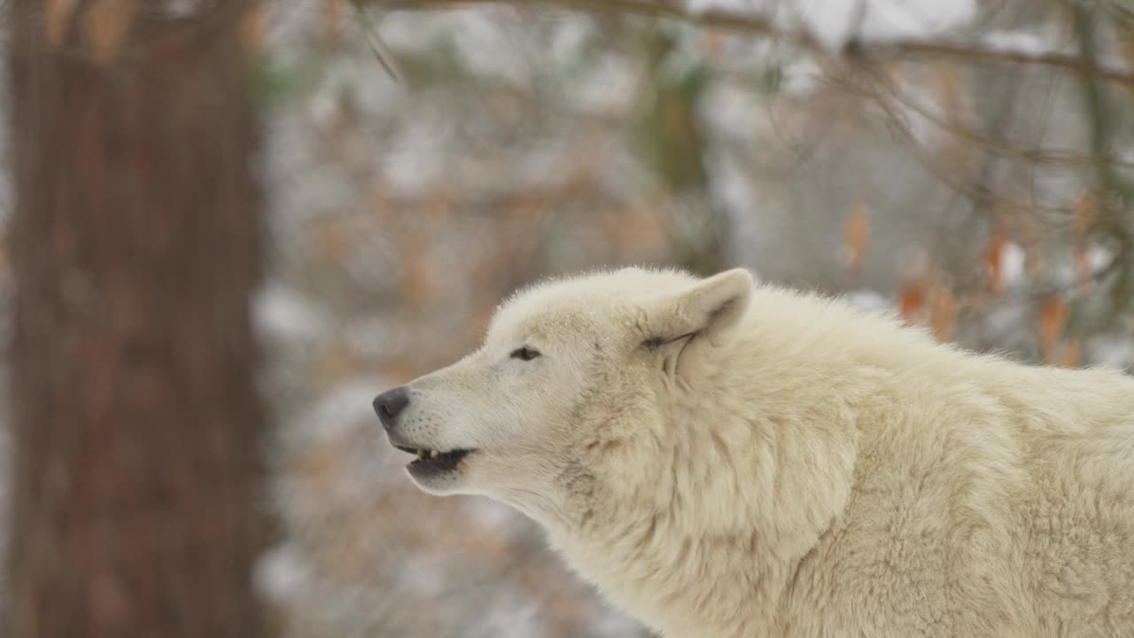 北极狼，北极狼(Canis lupus arctos)，在冬天嚎叫视频素材