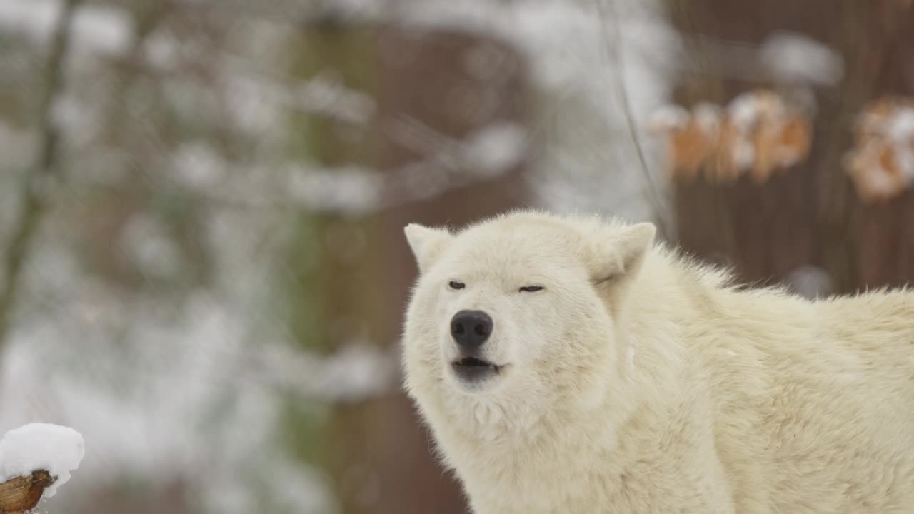 北极狼，北极狼(Canis lupus arctos)，在冬天嚎叫视频素材