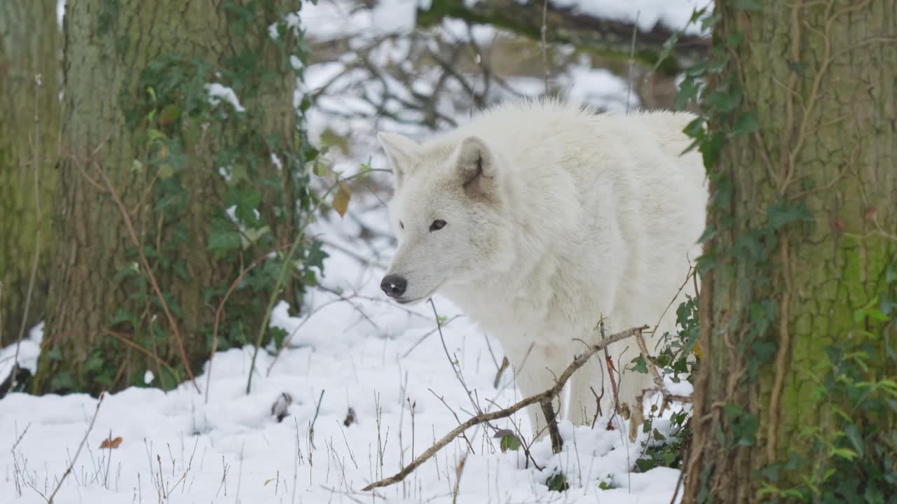 北极狼，北极狼(Canis lupus arctos)，在冬天视频素材