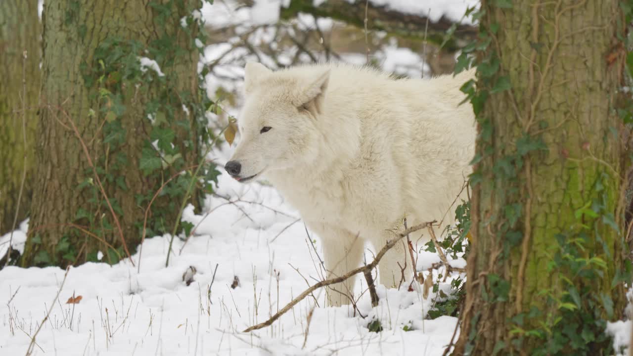 北极狼，北极狼(Canis lupus arctos)，在冬天视频素材