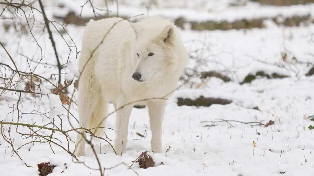 北极狼，北极狼(Canis lupus arctos)，在冬天视频素材