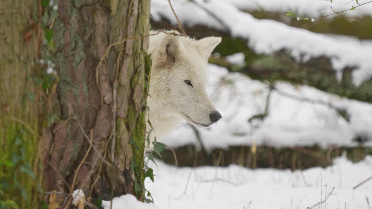 北极狼，北极狼(Canis lupus arctos)，在冬天视频素材