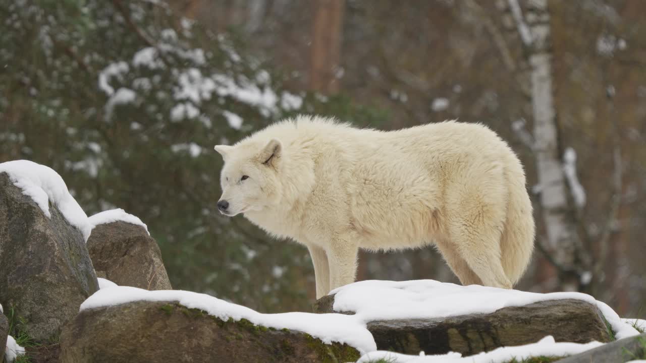 北极狼，北极狼(Canis lupus arctos)，在冬天视频素材