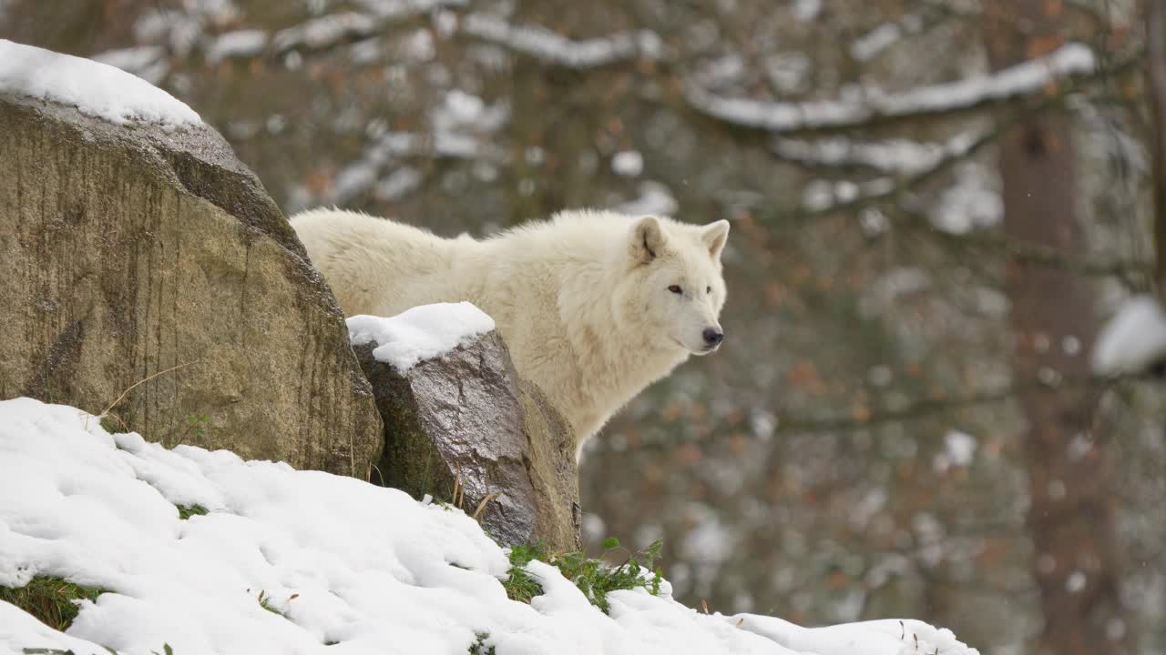 北极狼，北极狼(Canis lupus arctos)，在冬天视频素材